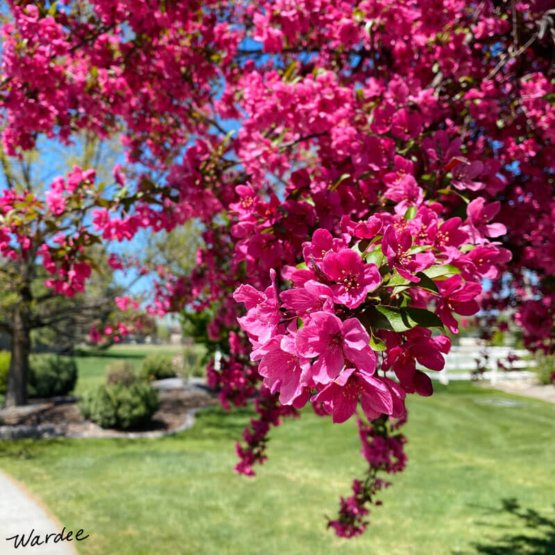 bright pink flowers in a tree