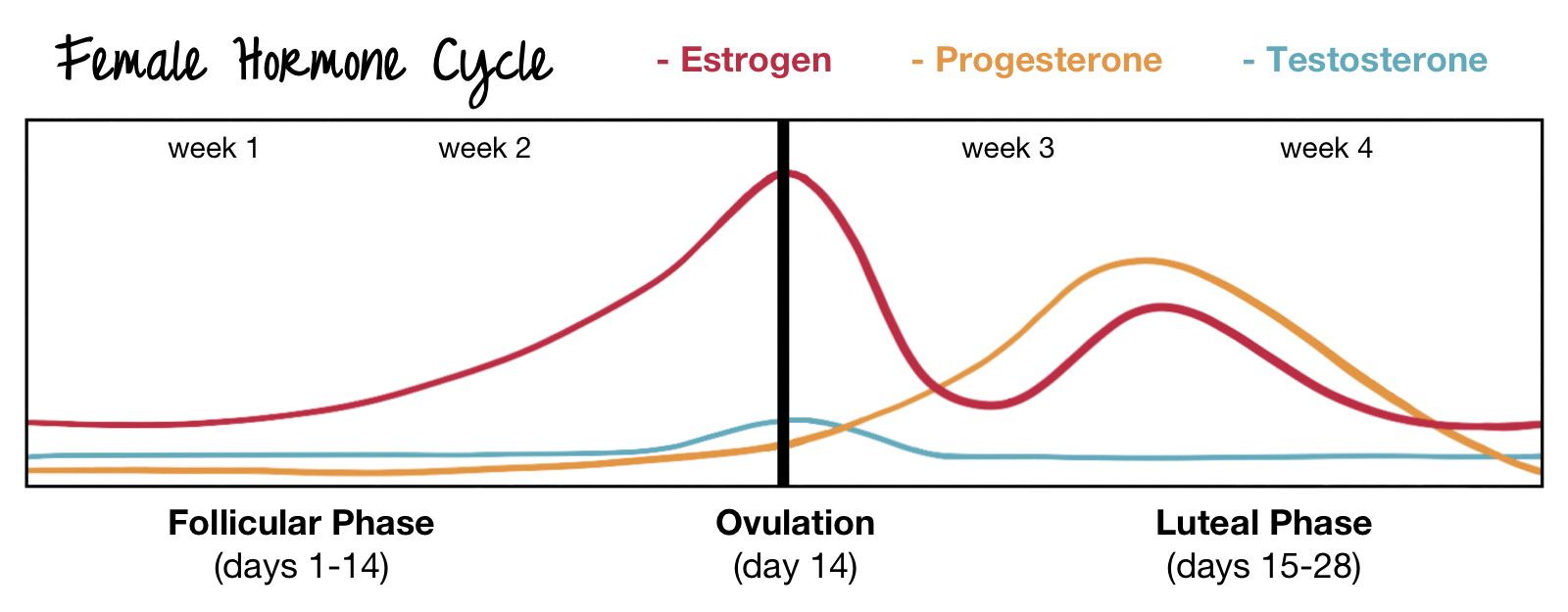 graph of the female hormone cycle, with colored lines denoting the rise and fall of estrogen, progesterone, and testosterone throughout the follicular phase, ovulation, and luteal phase