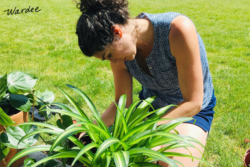 A woman is outside on a sunny day, potting houseplants on her lawn.