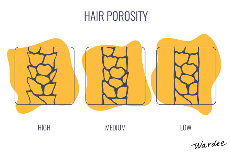 Graphic showing the various types of hair porosity, from high to low. It is labeled "Hair Porosity".