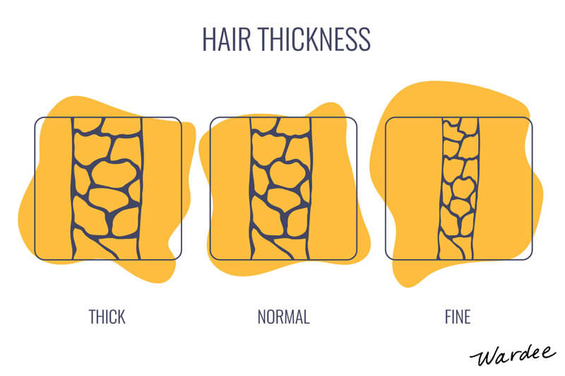 Graphic showing the various types of hair thickness, from thick to fine. It is labeled "Hair Thickness".